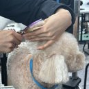 펫미용소모품
