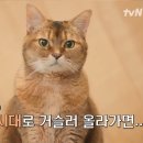 다음주 유퀴즈 숙명의 대결 강아지vs고양이 이미지