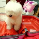 뽀독 애견 미용 이미지