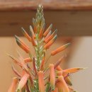 알로에테마파크 이미지