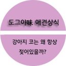 도그야미 이미지