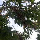 옻나무집 이미지