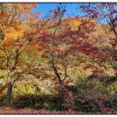 은행나무자동차공업사 이미지