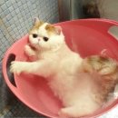 목욕하는고양이