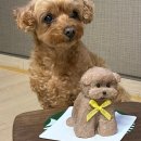 [일반과정][10/12] 반려동물 수제간식(원데이클래스) | 대구 강아지케이크 토이푸들케이크 댕스투유