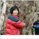 지리산화개깊은골 이미지