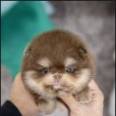 일산 강아지분양 스마트독 이미지