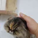 벨라동물병원 이미지