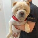 코코 반려견미용실 이미지