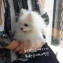 거부기 동물병원 이미지