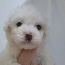 올데이펫 이미지