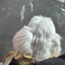 댕이픽업 이미지