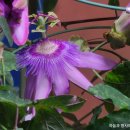 고양시 국제 꽃박람회 신품종 콘테스트 이미지