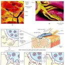 Anatomy of Skeletal Muscle 이미지