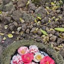 카멜리아한의원 이미지