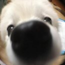 잼애드 | 애드컬리지, 그게 뭔데?(소개, 지원팁, 활동후기)