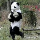 팬더 이미지