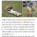 콩자반 애견유치원 이미지