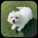 컴투펫 위탁보호센터 인천점 이미지