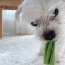 워니덴탈 이미지