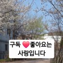 미나애견 이미지