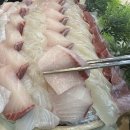지우네회포차별관 | [부천 맛집] 인천 부천 두툼한 대방어 찐맛집 지우네회포차 웨이팅 후기