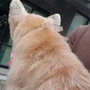 꾸며줄개 이미지