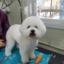 날다펫 네이버블로그