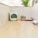 나나애견미용 이미지