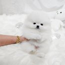 펫 탑 클래스 이미지