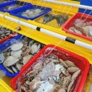 조개몽땅 이미지