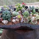 에버그린농장 이미지