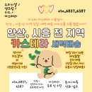 새벽 간식 시흥 안산 미스터카스테라 대왕 친절한 사장님이 말아주는 스타벅스급 아메리카노