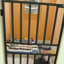 르라움 애견호텔 신암점 이미지