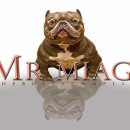 대한켄넬 이미지