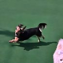 옥계우리유치원 | 우리 댕댕이 맡길 곳 찾아 삼만리 드디어 구미애견호텔 정착 성공!