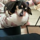 프렌즈독 이미지