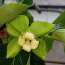 감꽃향기 이미지