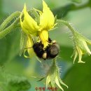 유기농 대추방울이와 큰토마토를 예약판매합니다 이미지