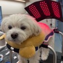 윤은채 재활 한방 동물병원 이미지