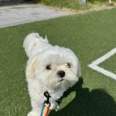 송댕송댕 | 광주 애견 미용 잘하는 곳 추천 [송댕송댕]