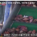 '오염수 가리비' 중국이 거부하자 굴종외교 윤석열 정부 한국 호구로 여긴 일본 ˝한국에 더 팔겠다˝ 이미지