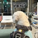 음악이있는호프커피 | 은평구 애견동반 카페ㅣ 책과 음악이 있는 "운율커피" 내돈내산 후기