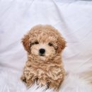 드림독 강아지분양 안심분양센터 부천점 이미지