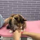 포도젤리 펫살롱 이미지