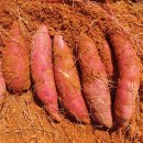 농업회사법인녹색식품(주)