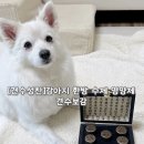 강아지영양제 추천 관절 면역력 관리 견수보감 5환 후기