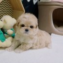 예쁜강아지 이미지