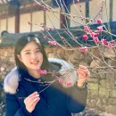 대초 | 전라남도 사찰 절 순천 선암사 매화 애견동반 주차 다리 포토존 홍매화 개화 상황