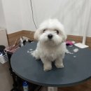 그루밍조이 이미지